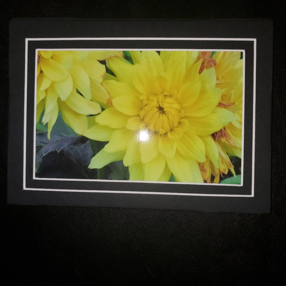 Framed Photo of  Yellow flower